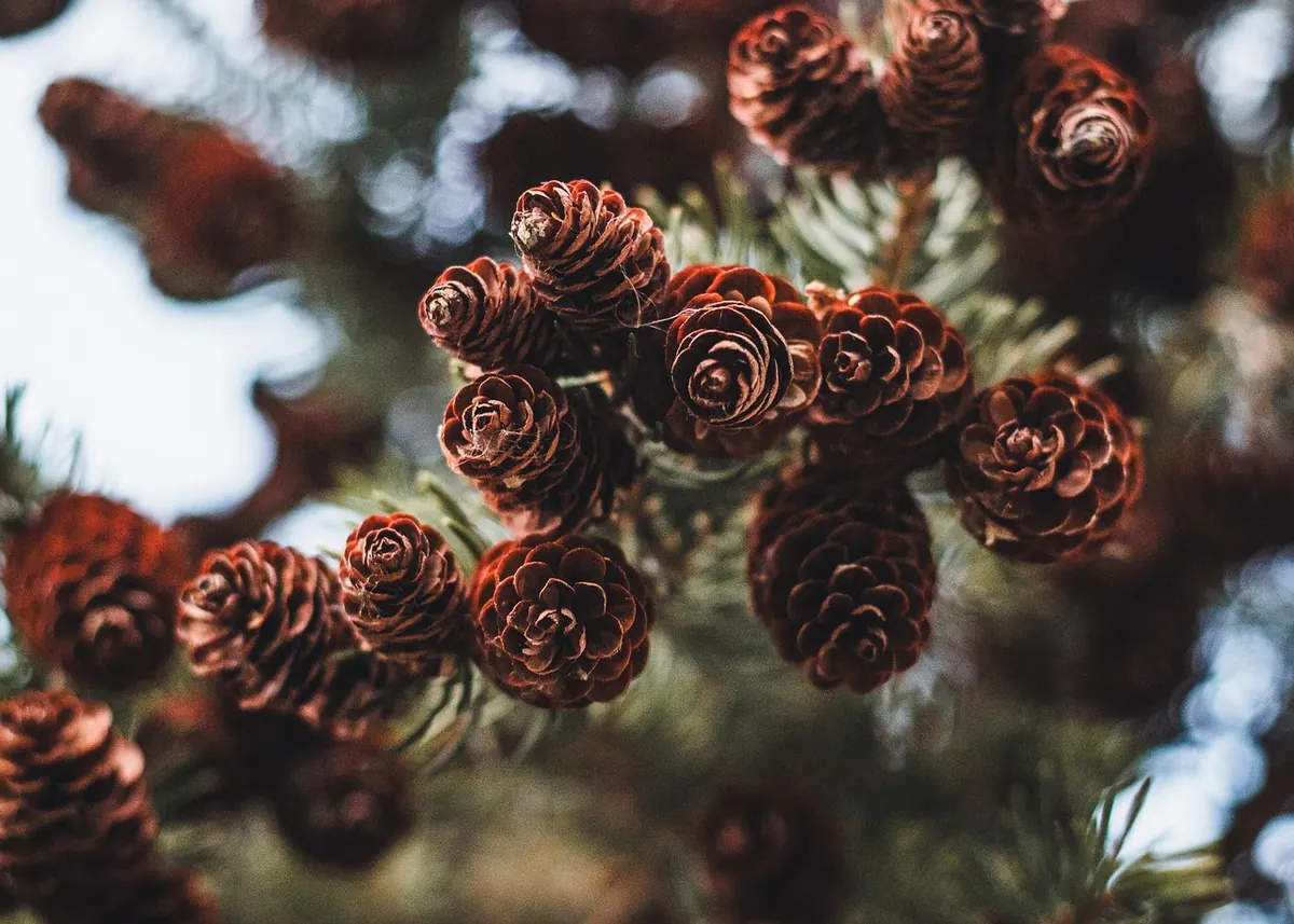 Common Mistakes to Avoid When Waxing or Painting Pine Furniture